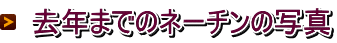 去年までのネーチンの写真
